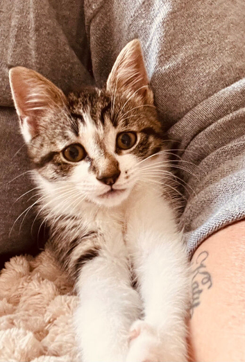 Female 11 week old kitten