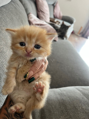 Ragdoll cross Maine coon/exotic Persian