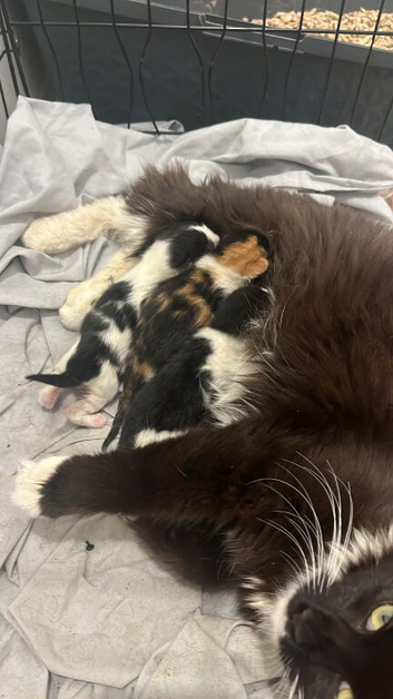 Ragdoll mix kittens