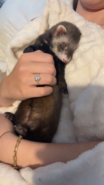 2 ferrets one boy one girl boy is pure albino girl is mixed