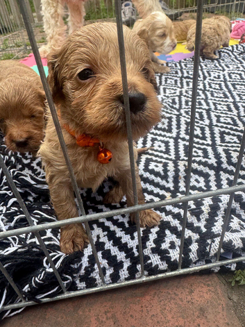 10 beautiful cockapoo puppies