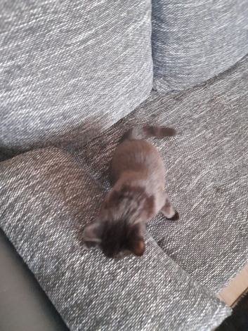 Lovely black kitten for sale