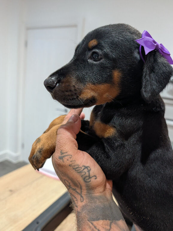 2 boys 1 girl Full doberman