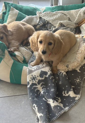 Cream boy long haired mini dachshund pup