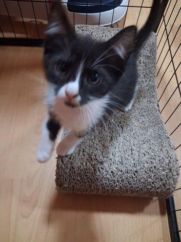 Last ragdoll cross kitten