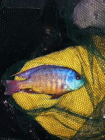 Peacock cichlid