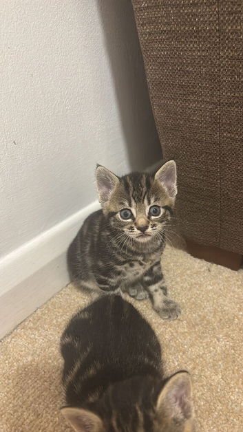 Beautiful male tabbie cats for sale