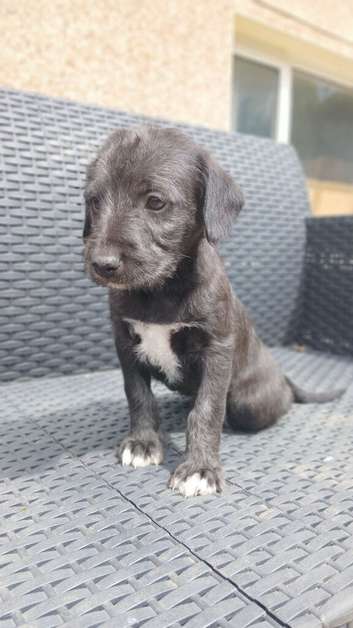 Bedlington x whippets