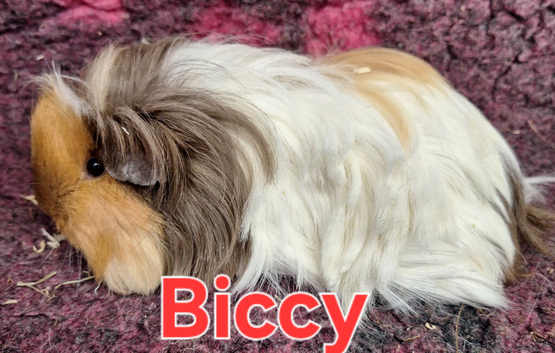 2 adult sheltie guinea pig girls