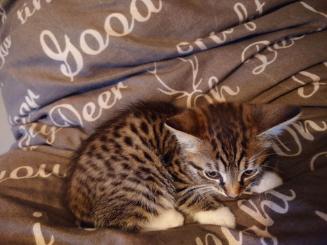 Beautiful Bengal kitten for sale
