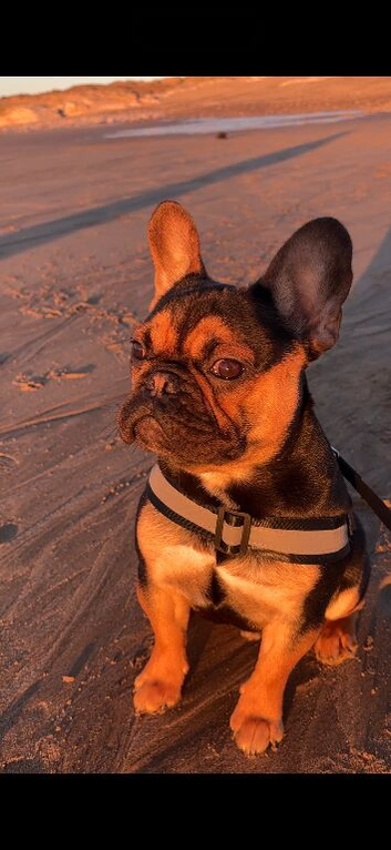 FLUFFY CARRIER FRENCH BULLDOG