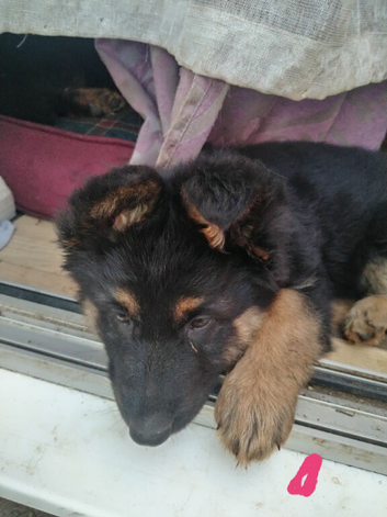 Ready to go German shepherds puppies