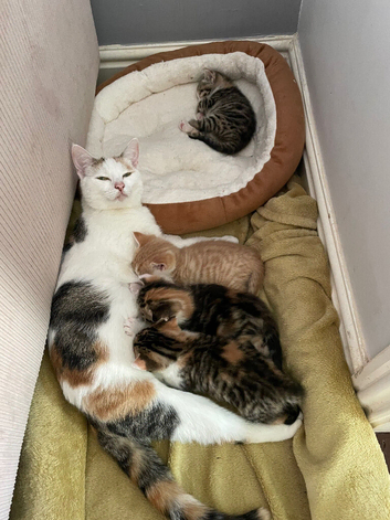 Girl kittens- ready to leave