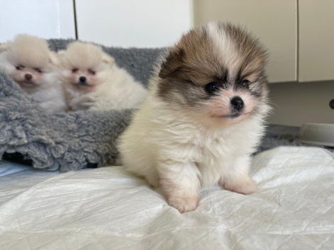 Stunning true Pomeranians