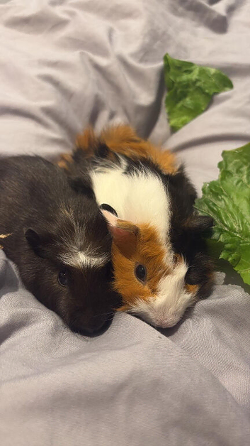 2 guinea pig brothers