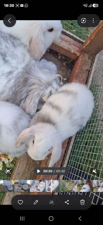 Rabbits for sale 2 girls lop ready now