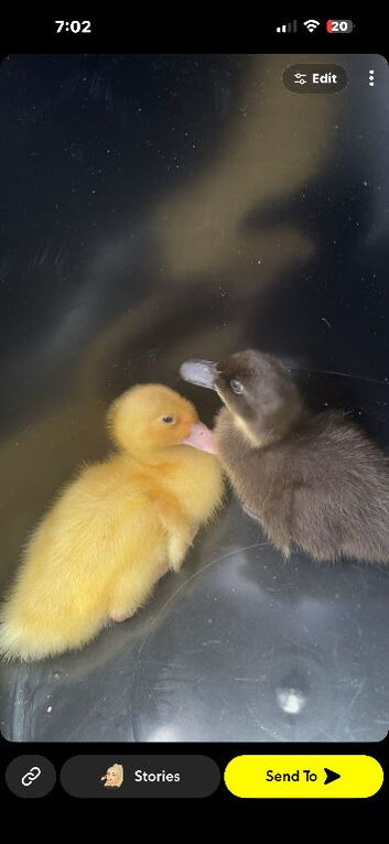 Ducks for sale!!