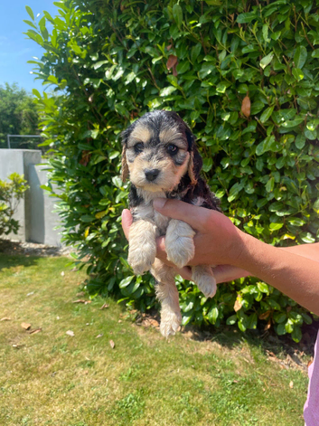 COCKAPOO PUPPIES
