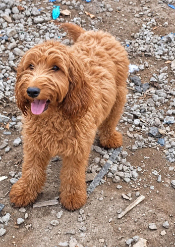 Cockapoo