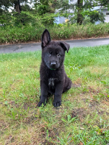 German sheperd