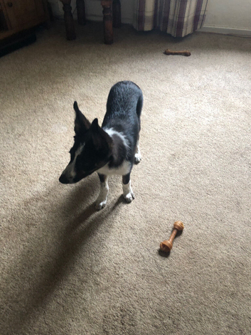 Border collie puppy