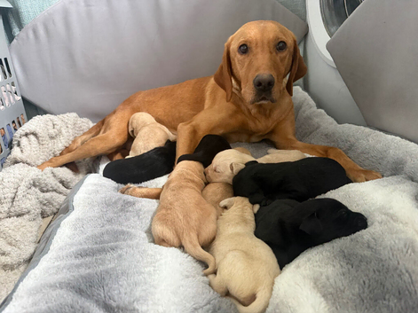 Labrador KC registered puppies