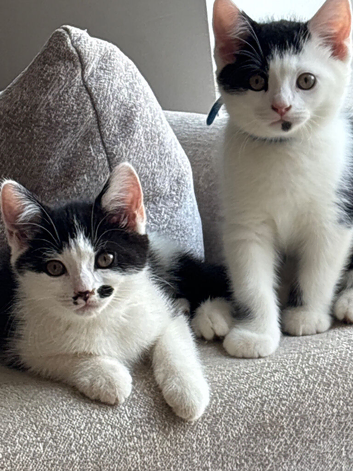 Gorgeous Half British Shorthair Kittens