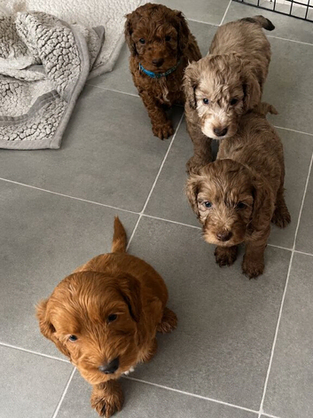 F2 cockapoo puppies