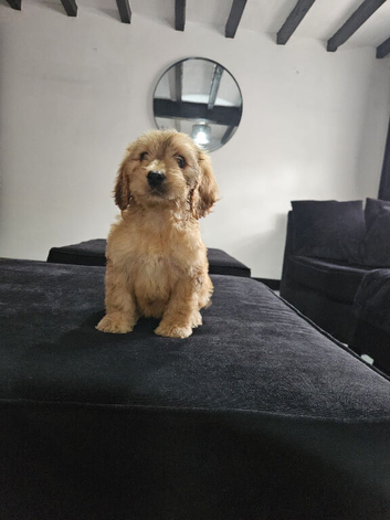 Beautiful Cockapoo puppies