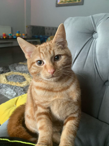 ASAP rehoming