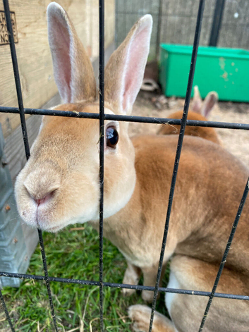 Two spayed Rex females for sale