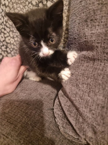 2 kittens