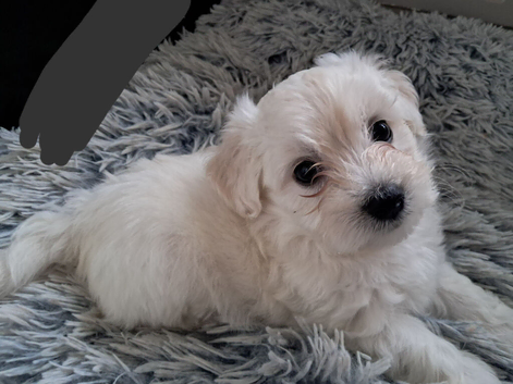 Teacup Maltese puppies for sale