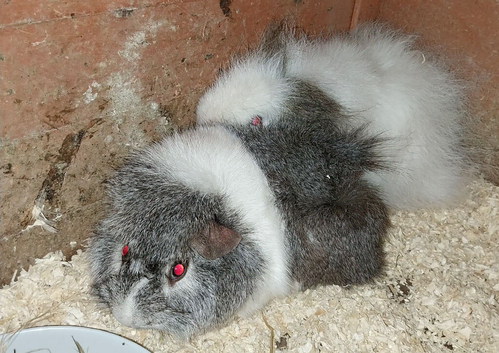 2 female Guinea Pigs