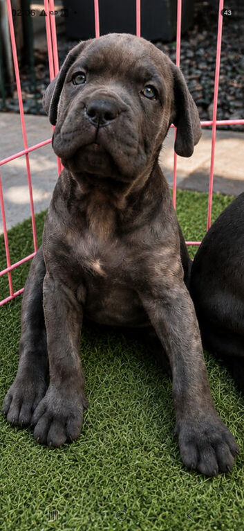 ICCF 8th gen pedigree Cane Corso (ready to leave)