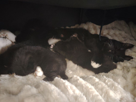2 week old 3 kittens 2 boys 1 girl