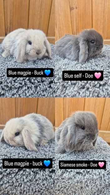 Mini lop baby rabbits available to reserve