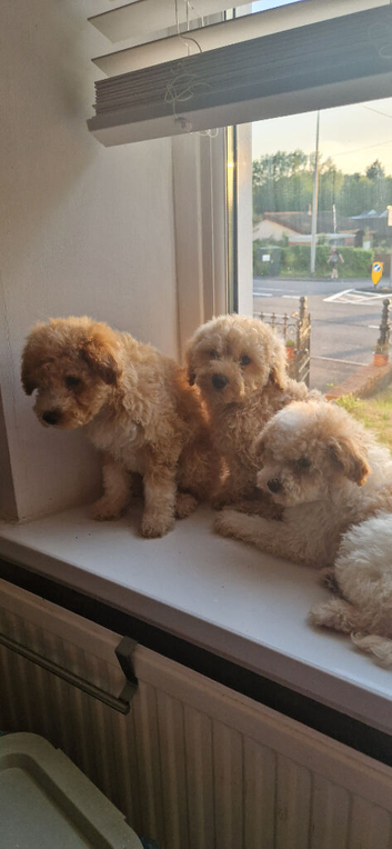 Cute Baby Poochons