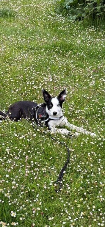 puppy