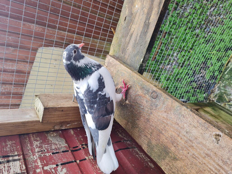 Fancy pigeon