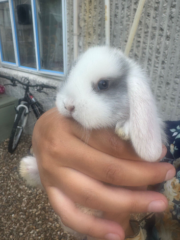 Baby mini lops