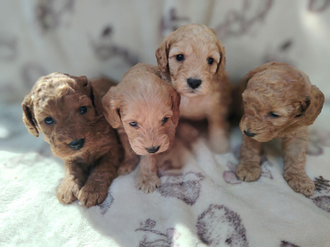 Miniature cockapoo puppies