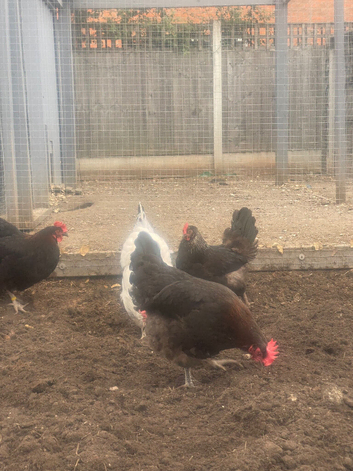 Two Black Copper Maran Hens