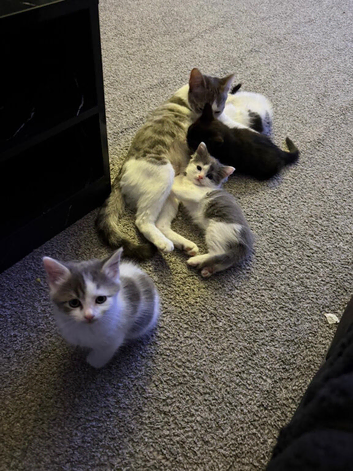 Domestic mixed breed kittens