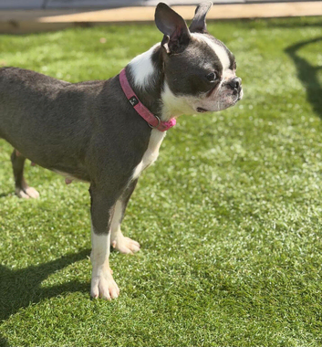 Stunning Kc reg blue boston terrier girl offers considered for the right home