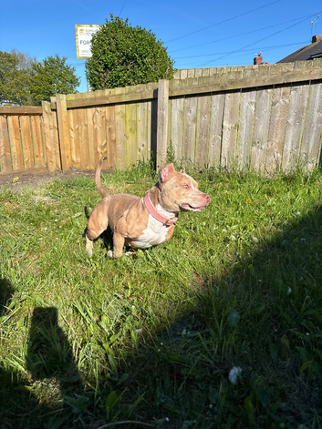 Female Pocket Bully, ABKC