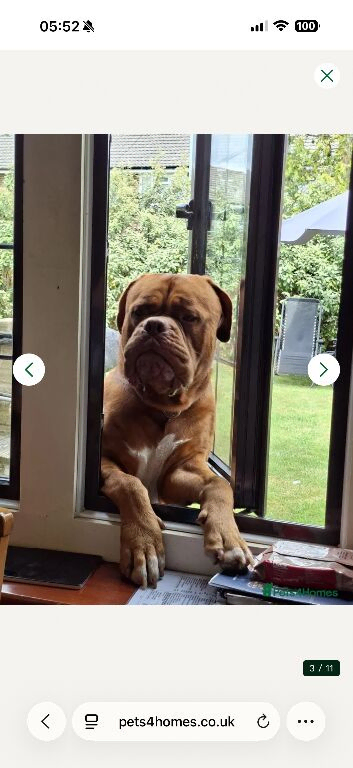 Dougue de Bordeaux