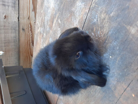 Mini lop babies