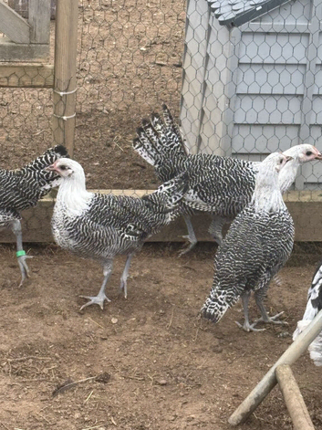 Silver Braekel (similar to a Silver Campine) female chickens