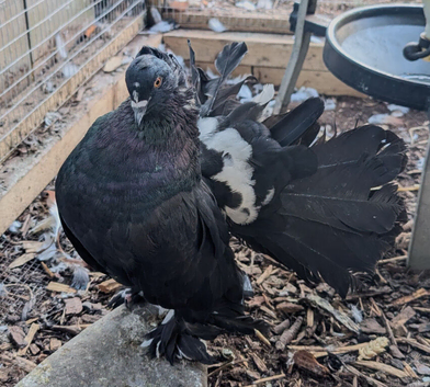 Bonded Pair of Fantails